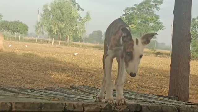 Greyhound Puppy, farm video