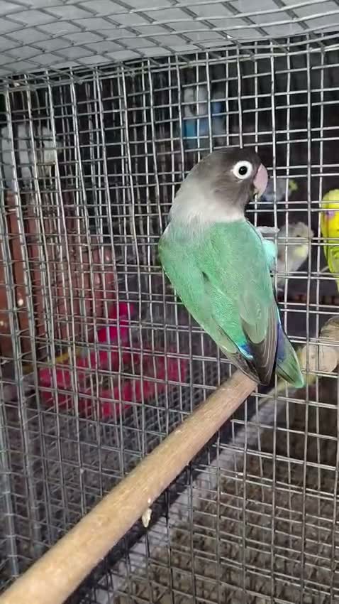 African Love Birds | Opaline, farm video