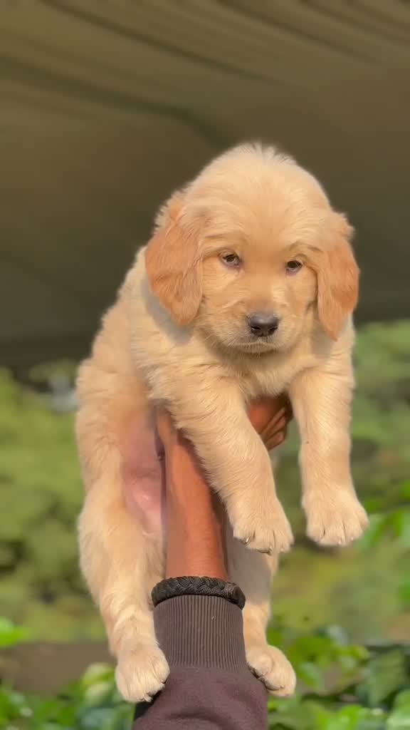 Golden Retriever, farm video
