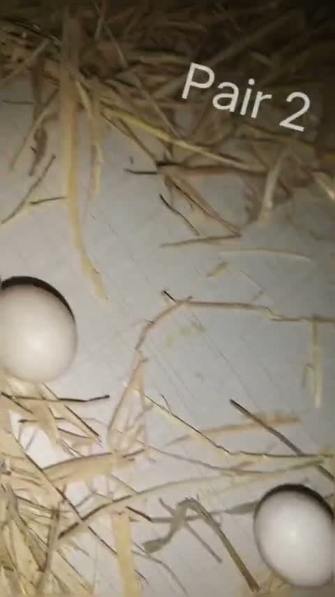 Cockatiel | Pied, farm video