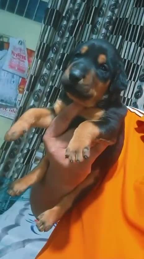 Doberman Pinscher Puppy | Brown & Tan, farm video