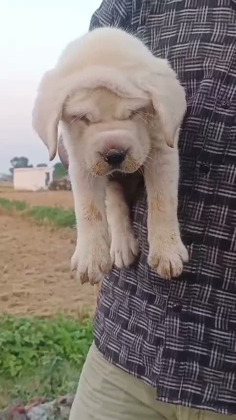 Beagle Black & Tan Puppy, farm video