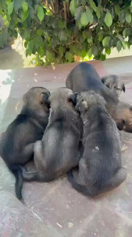 Dachshund Puppy | Brown, farm video