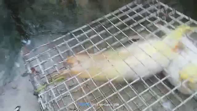 Cockatiel, farm video