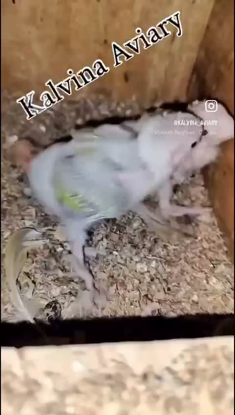 Sun Cheek Conure, farm video