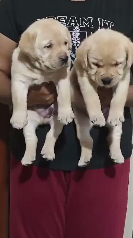 Beagle Black & Tan Puppy, farm video