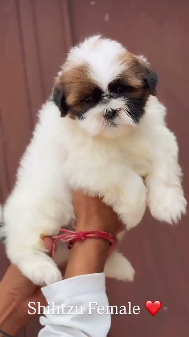 Shih Tzu | Black Color, farm video