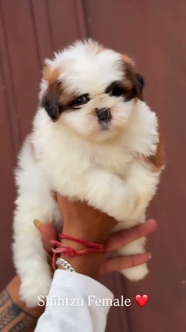Shih Tzu | Black Color, farm video