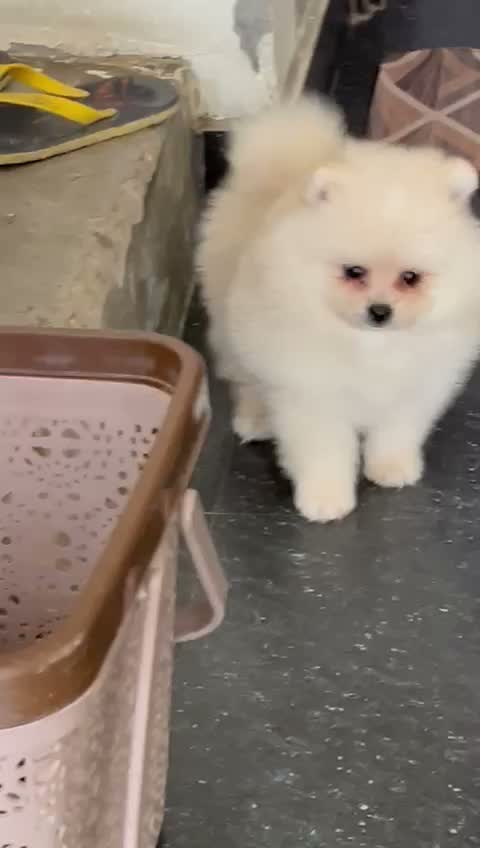 Pomeranian Puppy, farm video