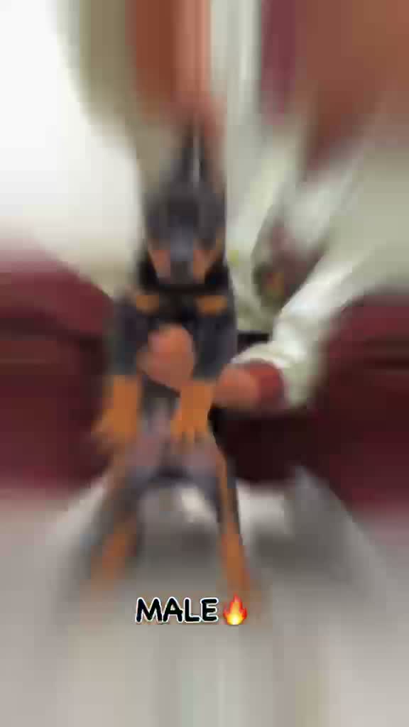 Doberman Pinscher Puppy, farm video