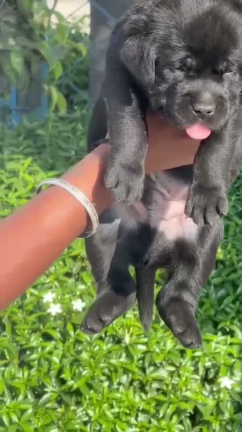 Beagle Black & Tan Puppy, farm video