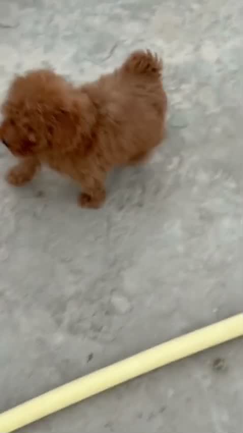 Standard Poodle Puppy, farm video
