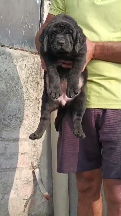 Beagle Black & Tan Puppy, farm video