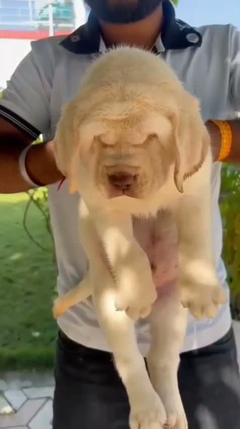 Beagle Black & Tan Puppy, farm video