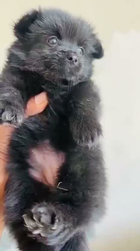 Pomeranian Puppy, farm video