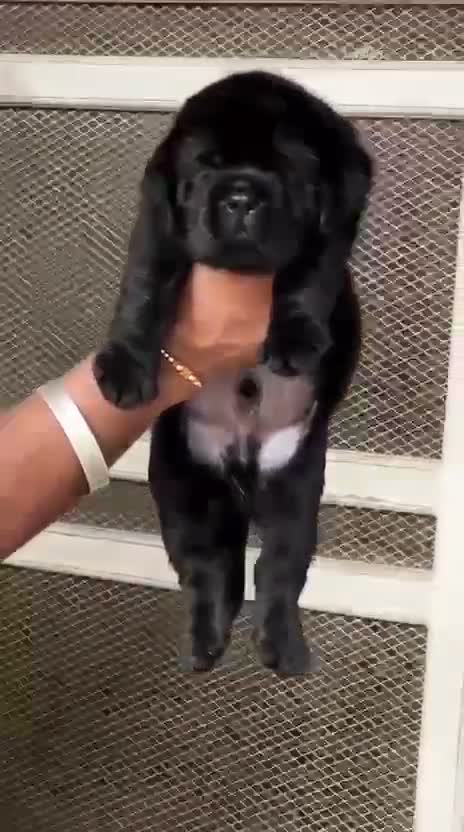 Beagle Black & Tan Puppy, farm video