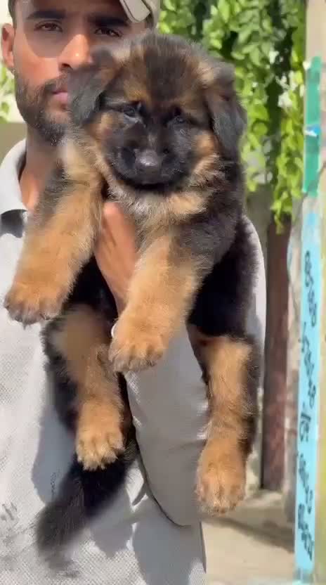 German Shepherd Puppy, farm video