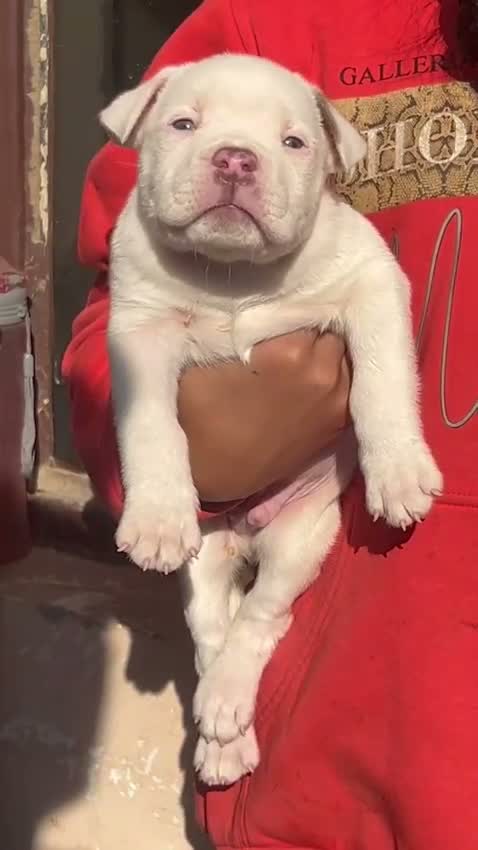 American Bully Pocket Size Puppy, farm video