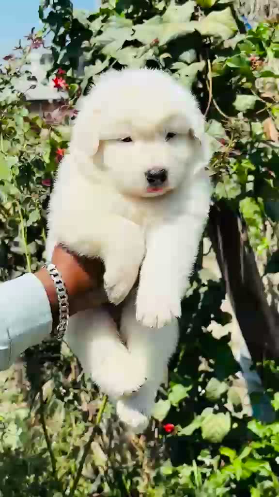 German Shepherd Puppy, farm video