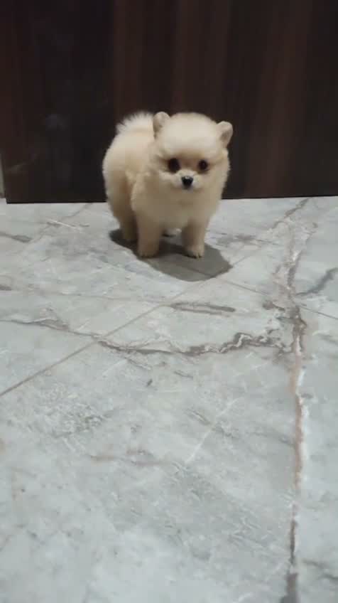 Pomeranian Puppy, farm video
