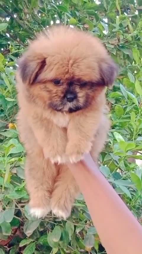 Shih Tzu | Black Color, farm video