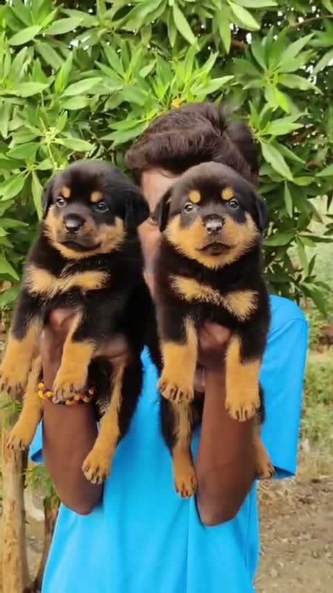 Rottweiler Puppy, farm video