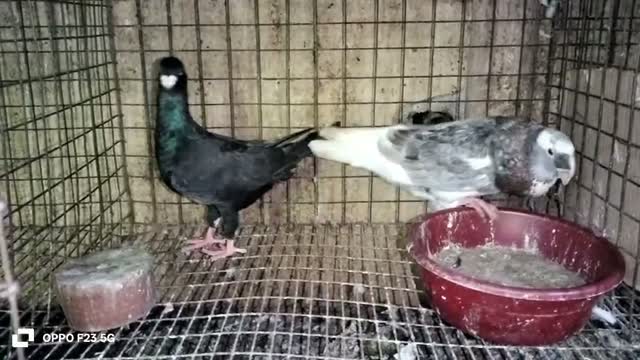 Homer Pigeon, farm video