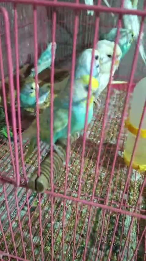 Budgies | Fallow, farm video