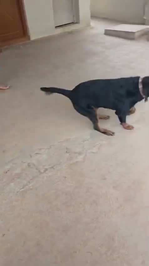 Rottweiler Puppy, farm video