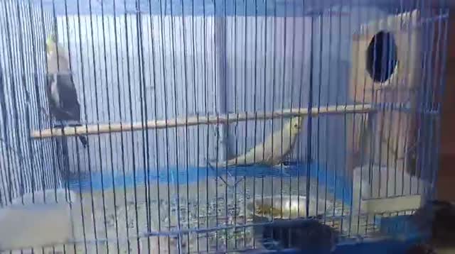 Cockatiel | Pied, farm video