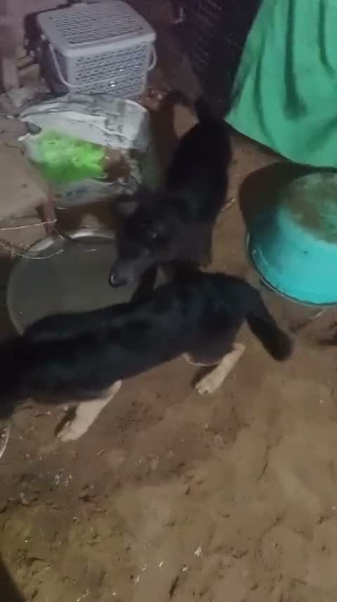 German Shepherd Puppy, farm video
