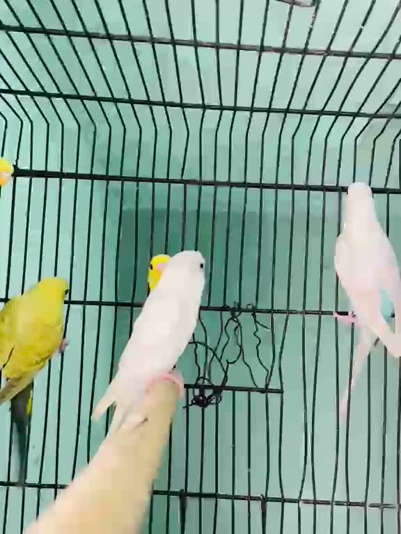 Budgies | Fallow, farm video