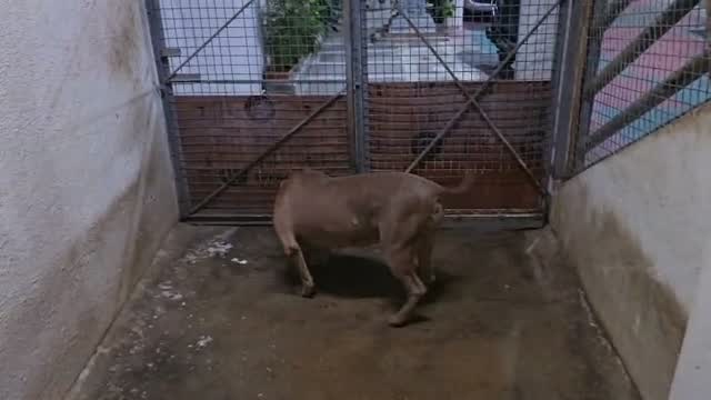 American Bully XL Size Puppy, farm video