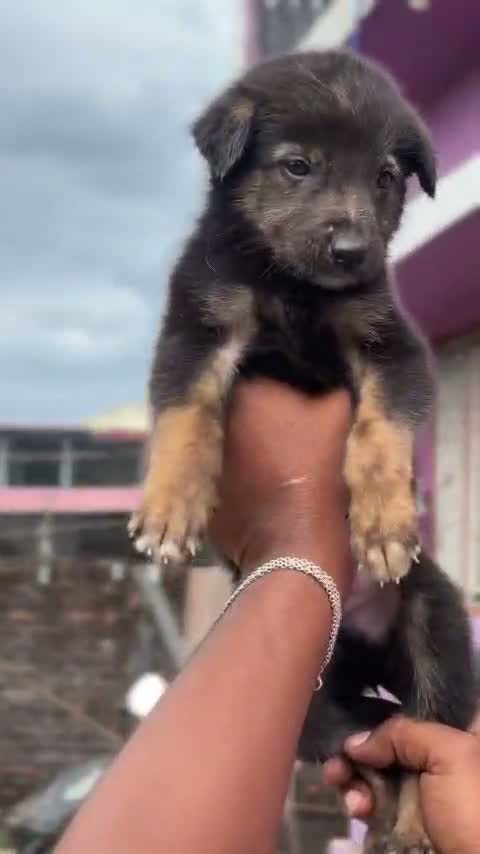 German Shepherd Puppy, farm video