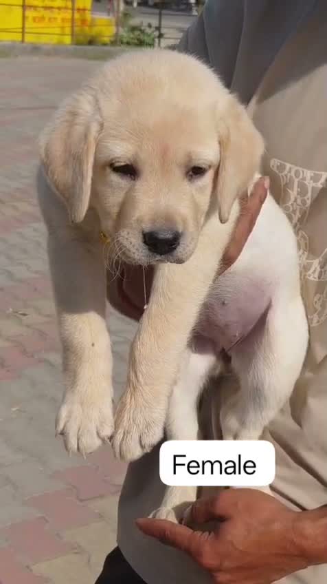 Dachshund Puppy | Brown & Tan, farm video