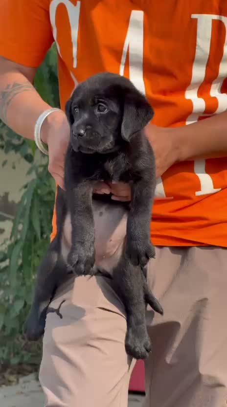 Dachshund Puppy | Brown & Tan, farm video