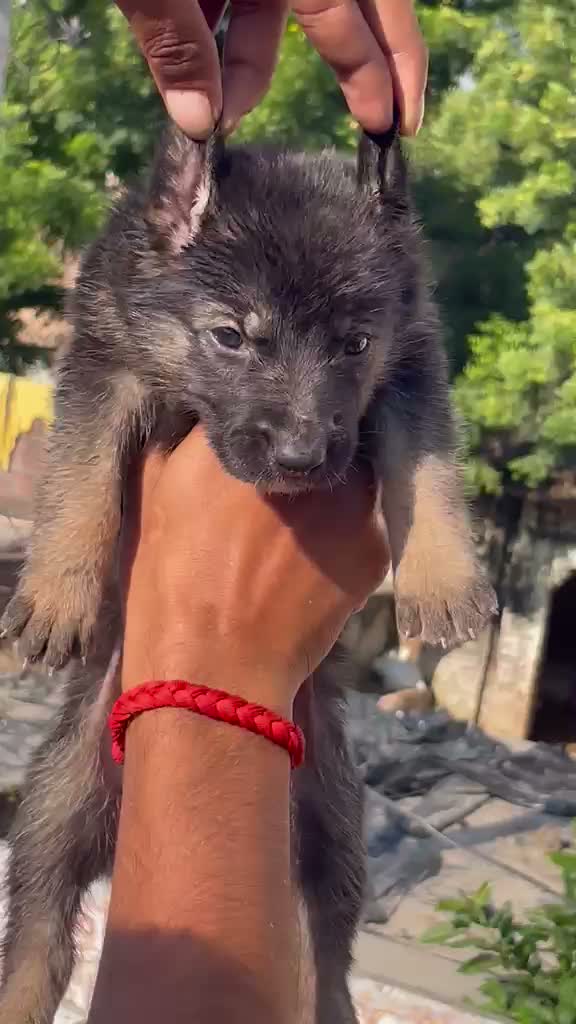 German Shepherd Puppy, farm video