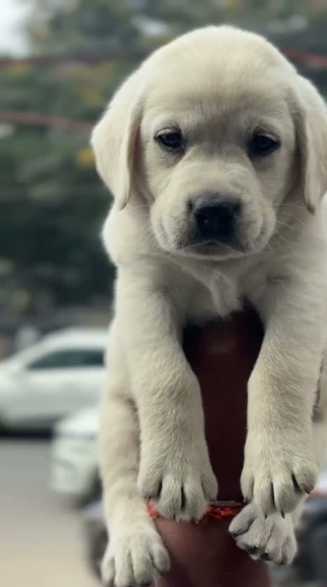 Beagle Black & Tan Puppy, farm video