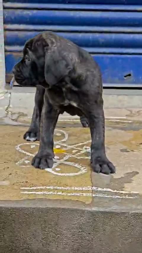 Cane Corso Puppy | Brindle, farm video