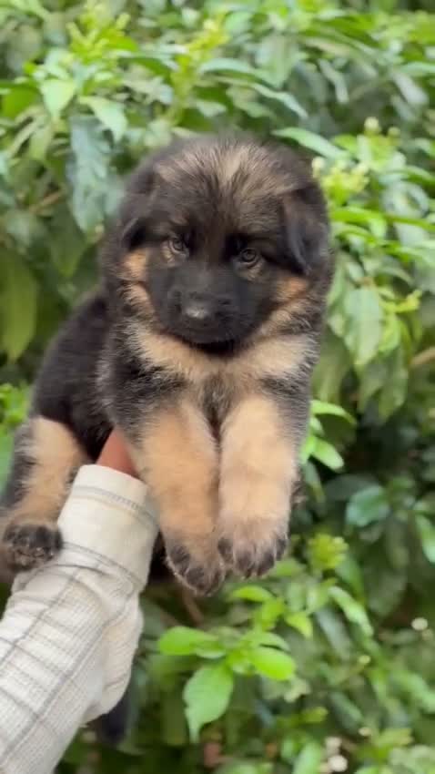 German Shepherd Puppy, farm video