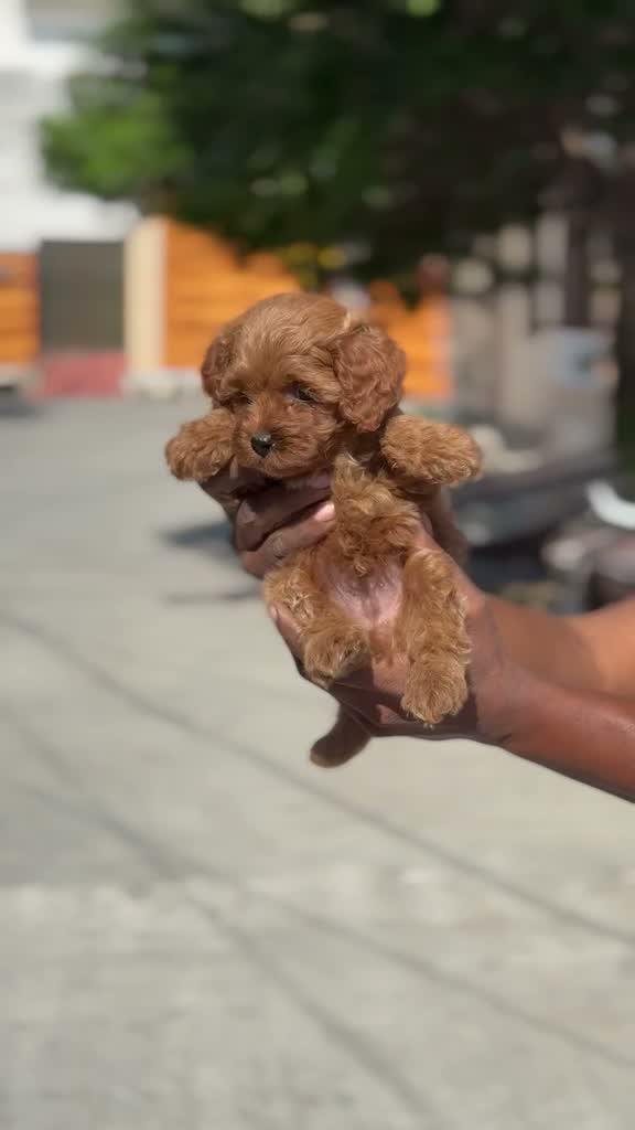 Standard Poodle Puppy, farm video