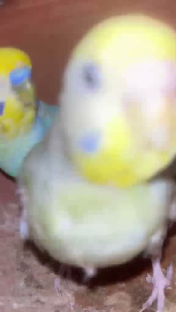 Budgies | Fallow, farm video