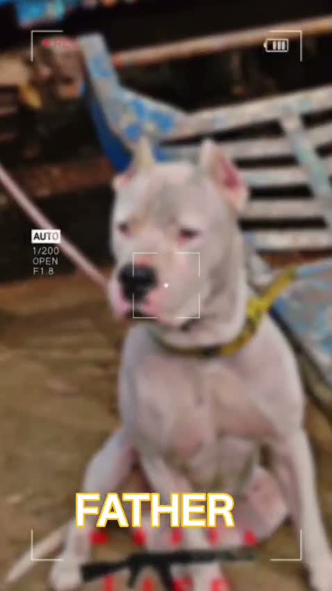 American Bully XXL Size Puppy, farm video
