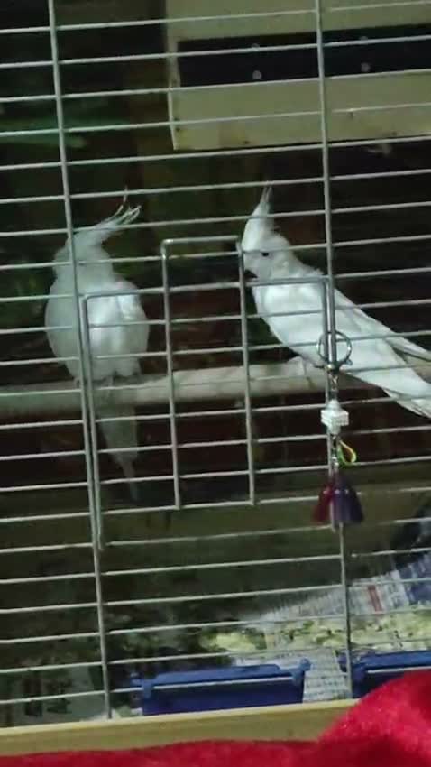 Cockatiel, farm video