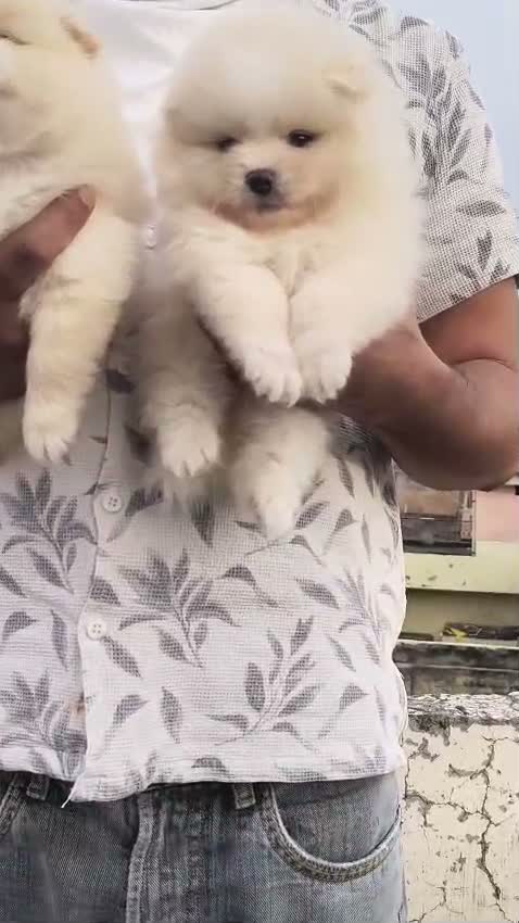 Pomeranian Puppy, farm video