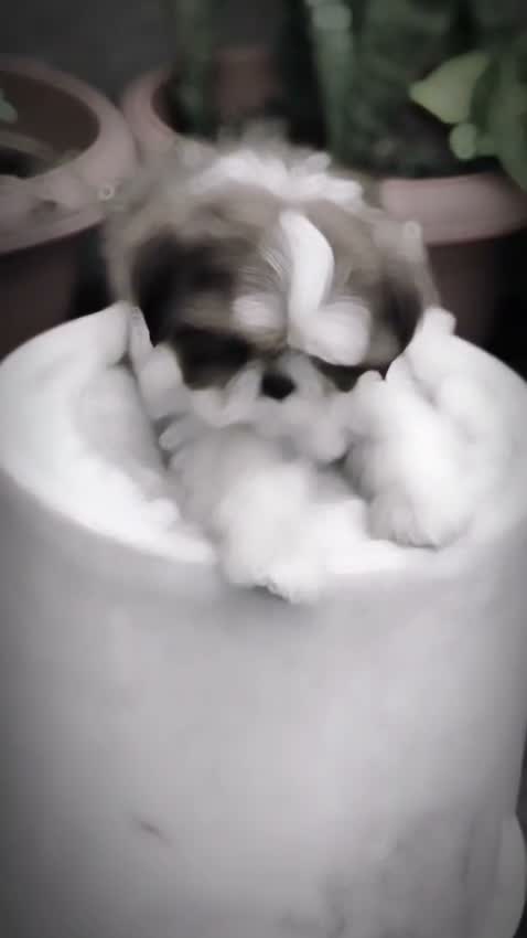 Dachshund Puppy | Brown, farm video