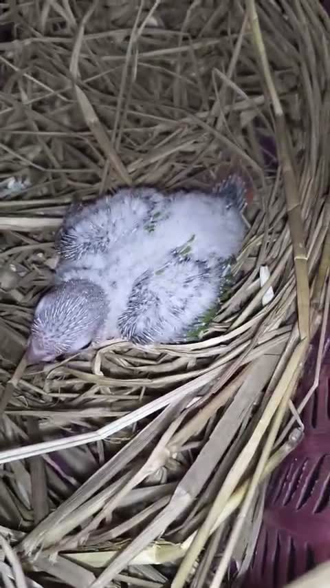 Small Cheek Conure, farm video