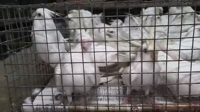 Cockatiel | Pied, farm video
