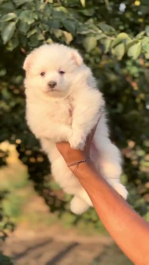 Pomeranian Puppy, farm video