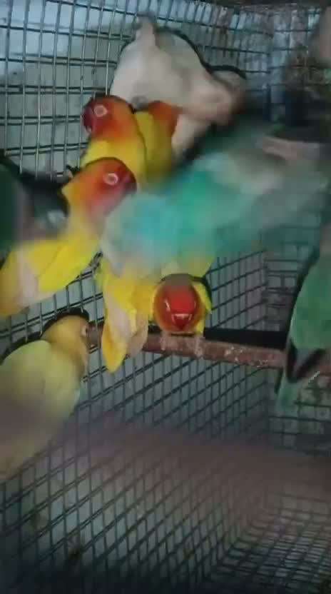 African Love Birds | Fallow, farm video